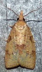 Cenopis saracana