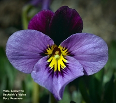 Viola beckwithii
