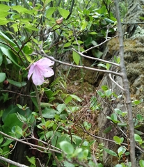 Rhododendron ledebourii