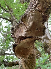 Lobaria pulmonaria