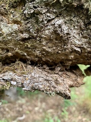 Lobaria pulmonaria
