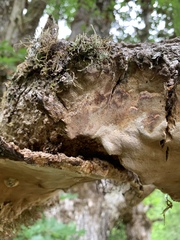 Lobaria pulmonaria
