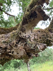 Lobaria pulmonaria