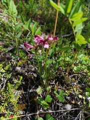 Pedicularis sudetica interior