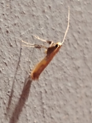 Caloptilia azaleella