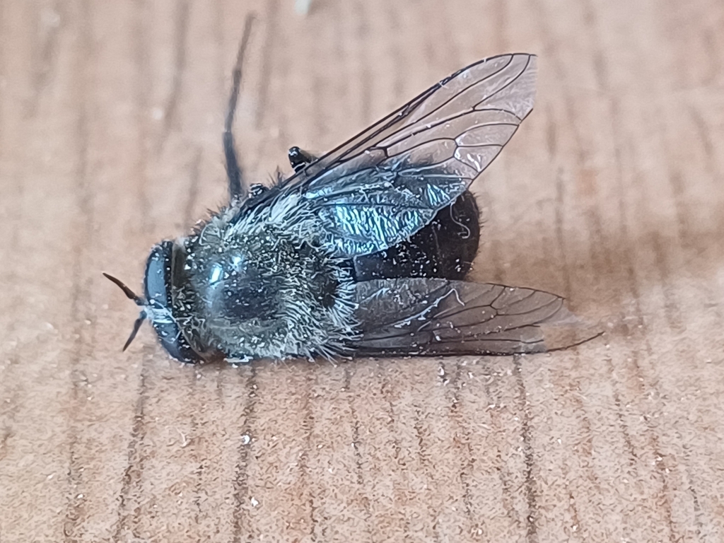 Sixtomyia grisea