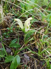Pedicularis capitata