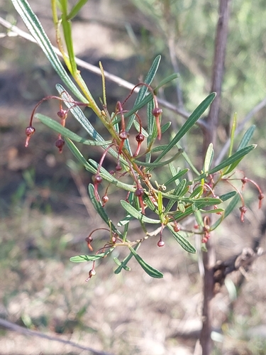 Image of Dodonaea heteromorpha by (c) Ruth Palsson, some rights reserved (CC BY-SA)
