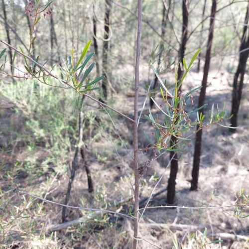 Image of Dodonaea heteromorpha by (c) Ruth Palsson, some rights reserved (CC BY-SA)