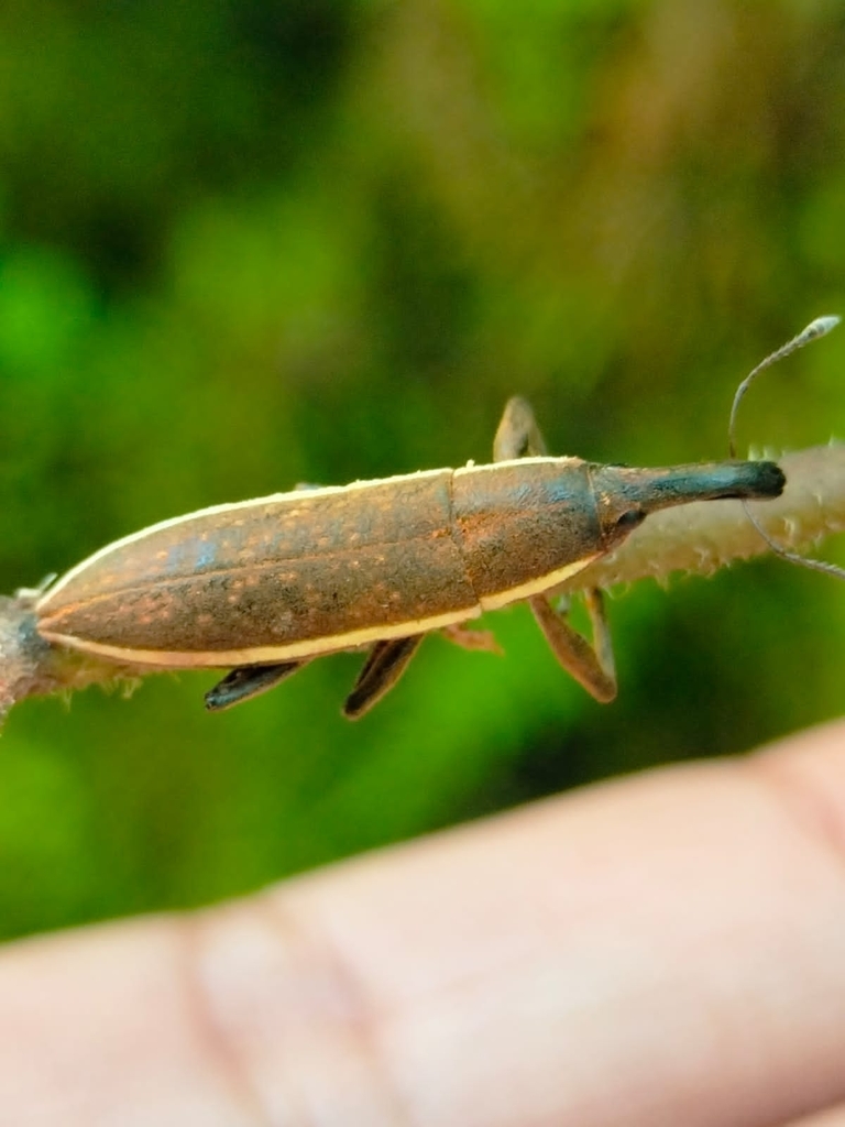 Lixus mexicanus
