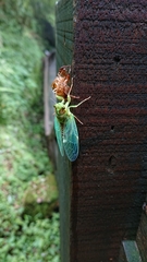 Tanna infuscata