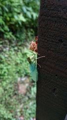 Tanna infuscata