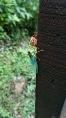 Tanna infuscata