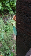 Tanna infuscata