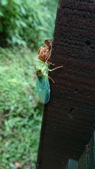 Tanna infuscata