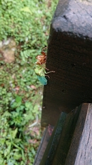 Tanna infuscata