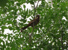Pterorhinus sannio