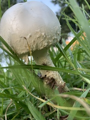Saproamanita foetidissima