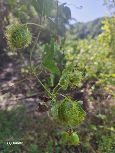 Image of Passiflora ciliata by (c) Olvin Wilfredo Oyuela, some rights reserved (CC BY-SA)