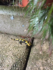Salamandra salamandra