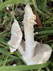 Saproamanita foetidissima