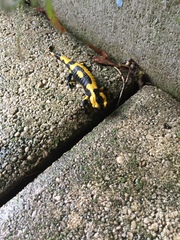 Salamandra salamandra