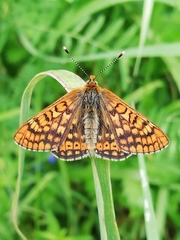 Euphydryas aurinia