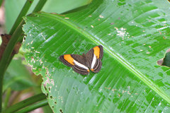 Adelpha cytherea marcia