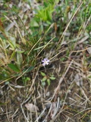 Primula egaliksensis