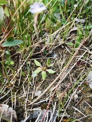 Primula egaliksensis