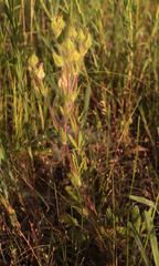 Potentilla astracanica
