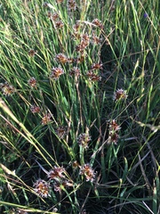 Juncus xiphioides
