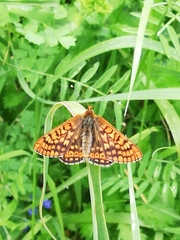 Euphydryas aurinia