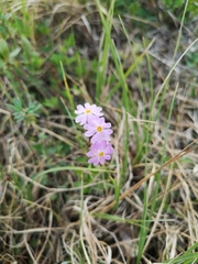 Primula nutans
