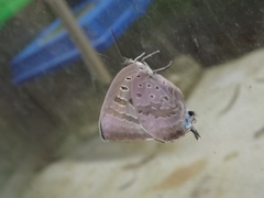 Arhopala eupolis