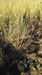Delphinium peregrinum