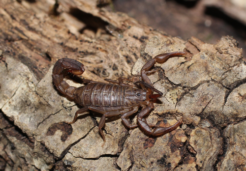 Sawfinger Scorpion