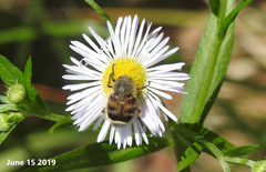 Lasiotrichius succinctus