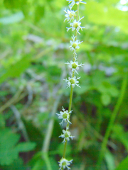 Ozomelis stauropetala