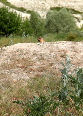 Marmota bobak