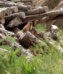 Marmota bobak