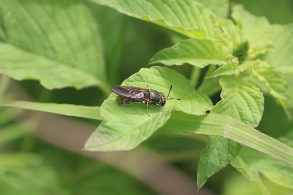 Hermetia aurata