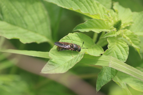 Hermetia aurata