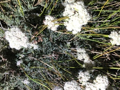 Eriogonum fasciculatum polifolium