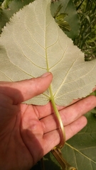 Populus × jackii