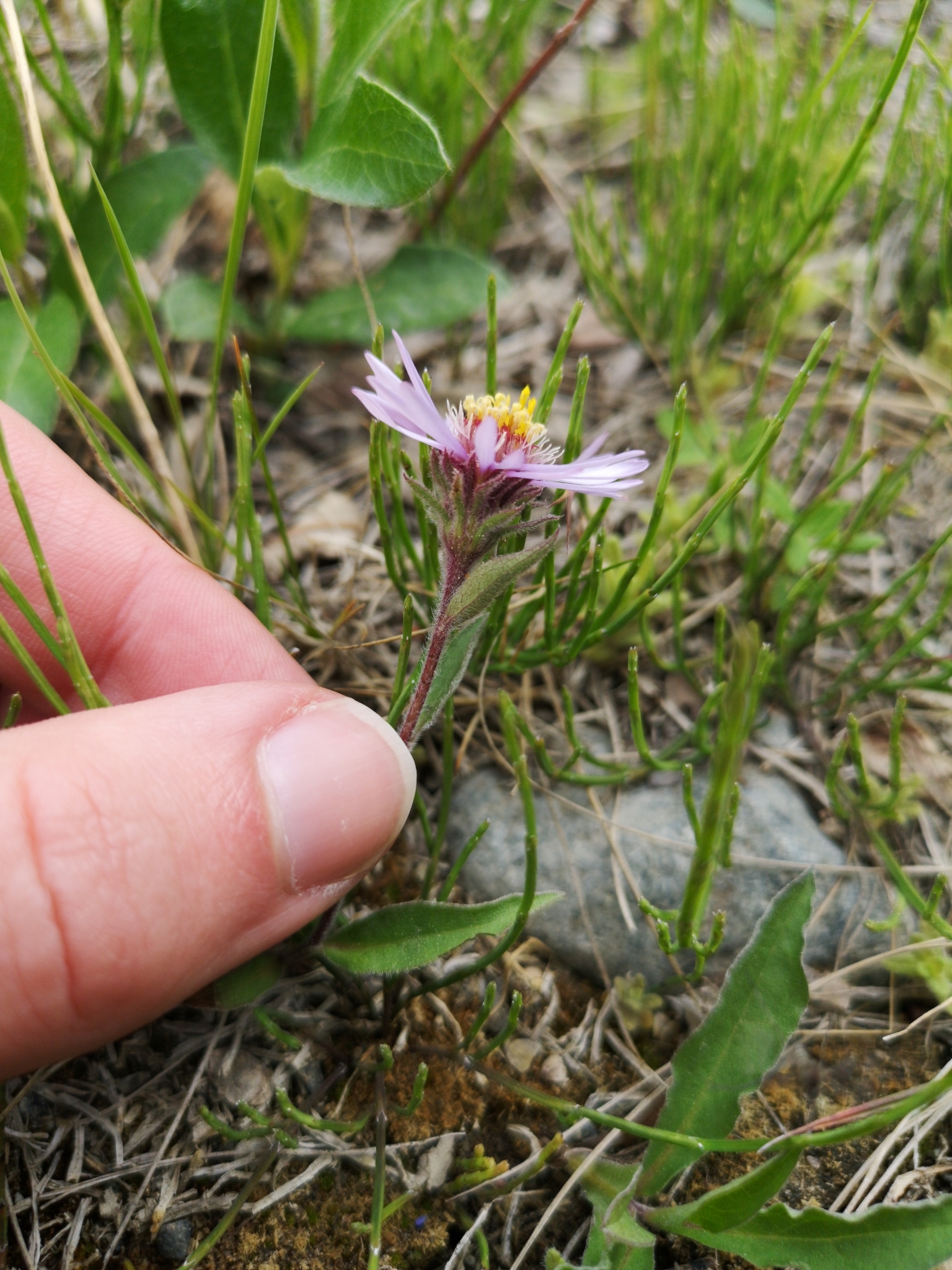 Siberian Aster (Eurybia sibirica) · iNaturalist