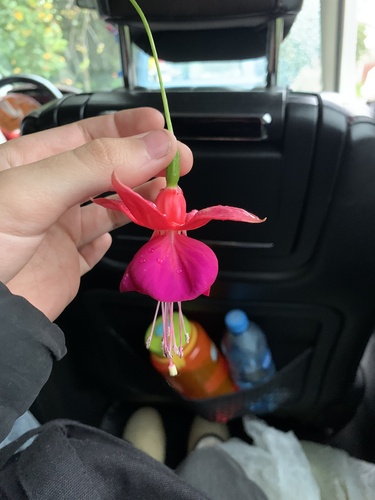 Foto de Brinco-de-princesa