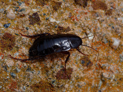 Blatta orientalis