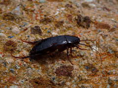 Blatta orientalis