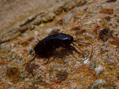 Blatta orientalis